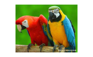 獅子座適合養(yǎng)鸚鵡嗎