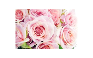 水瓶座玫瑰好養(yǎng)嗎男生可以養(yǎng)嗎