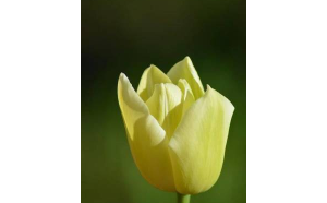 雙魚(yú)座女人撩人嗎會(huì)回頭嗎