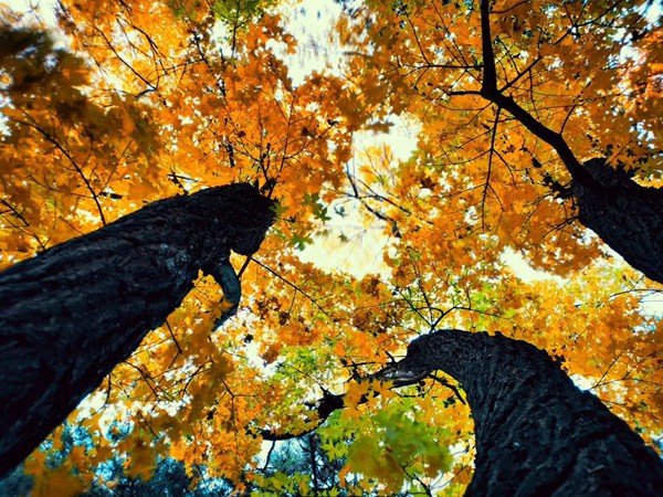 星座奇緣：白羊座與射手座女生的不解之緣