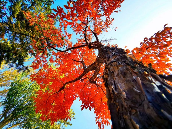 白羊與天秤：星座配對的奇妙之旅