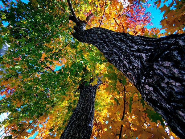 雙子座未來(lái)還有愛(ài)情嗎男生 