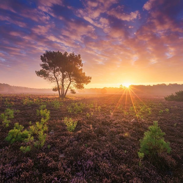 摩羯與獅子：星座間的奇妙互補
